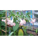 Suaveolens Single Pink Angel trumpet 4 Cuttings - $30.00
