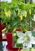 LWSTORE 30 Jumbo Yellow Jalapeno Seeds Exotic Jaloro Pepper Organic Heirloom Rar - £6.56 GBP