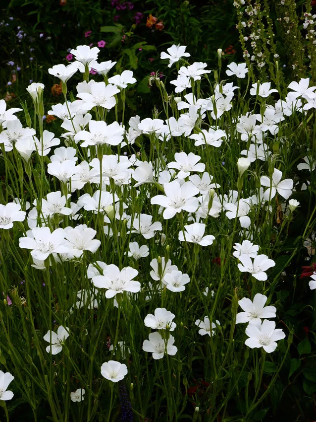 120 Seeds Agrostemma Ocean Pearl &quot;Corn Cockle&quot; Perennial Easy Hardy Flower - £7.72 GBP