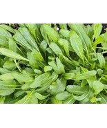 Mibuna Japanese Mustard Seeds, Kyoto Mustard, NON-GMO, FREE SHIPPING - $30.67 MXN+