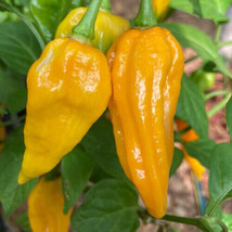 Fatalii Pepper Seeds 5 Seeds Non-Gmo Kode#1281 USA Seller Garden Fresh - £6.79 GBP