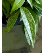 Hoya Pubicalyx Silver Splash Tropical Exotic Wax Vine House Plant Starte... - $16.28 CAD