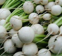 White Egg Turnip Seeds 500 Vegetable Soups Stews Stir Fry Home Garden - £4.54 GBP