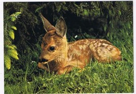 Animal Postcard Fawn Baby Deer - $2.15