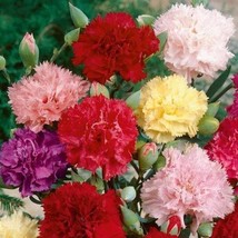 US Seller Flower Seeds Carnation Seeds &quot;Chabaud Mix&quot; Perennial Summer Bl... - £14.11 GBP