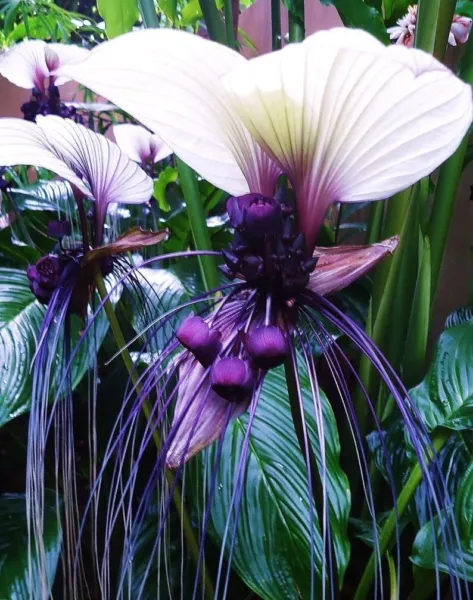 Fresh Tacca Integrifolia White Bat Flower Seeds 5 Seeds For Planting Attracts Bu - £20.71 GBP