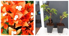 starter/plug plant Well Rooted FIRE OPAL Live Bougainvillea plant  - £38.53 GBP
