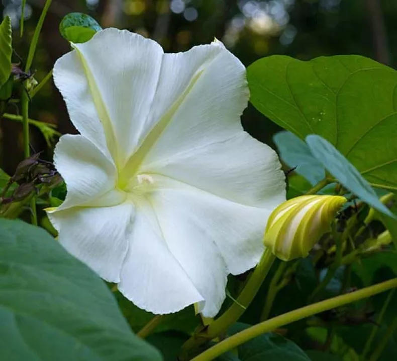 White Morning Glory 25 Seeds Moonflower Vine 4 - £5.57 GBP