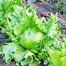 600 Great Lakes Batavian Head Lettuce Seeds Organic - £6.24 GBP