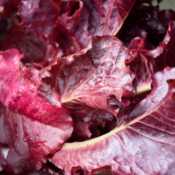 Ruby Leaf Lettuce Seeds Fresh Garden Seeds Fresh Seeds - $3.00