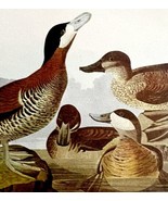 Ruddy Duck Bird 1950 Lithograph Art Print Audubon Nature First Edition D... - €26,14 EUR