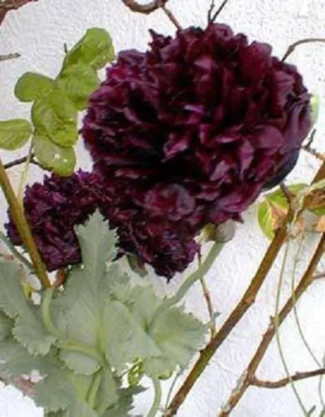 250 Black Peony Poppy Papaver Peoniflorum Flower Seeds Fresh - £7.51 GBP