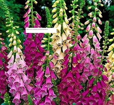 Foxglove Digitalis Excelsior Mix - Flower Seeds - BOGO - £0.77 GBP