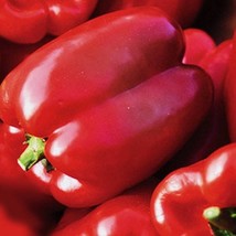 Autumn Bell Sweet Bell Pepper Garden Seeds Delicious Bell Pepper Widely Adaptabl - £9.13 GBP