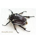 Goliathus Goliatus Conspersus Female XL Real Beetle Framed Entomology Shadowbox - $189.00