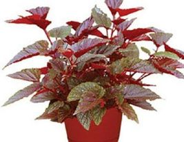 Well Rooted Starter Plant Angelwing Begonia &quot;Benigo Pink&quot; Ships Without Pot - £26.92 GBP