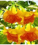 50 Seeds Double Bright Yellow Orange Angel Trumpet Brugmansia Datura Flo... - £23.12 GBP