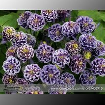 Imported Double Twinkle Dark Blue White Columbine Flower Seeds 50 Seeds - $7.99