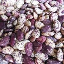 FREE SHIPPING Phaseolus lunatus &#39;Jackson Wonder&#39; Heirloom 15 seeds - £9.37 GBP