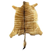 Real Nyala Skin Nyala Antelope Hide Size 41X35” (excluding tail/Tail 16”... - $5,838.71 MXN