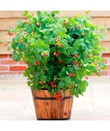  Red Raspberry Organic Starter Plant - €12,95 EUR