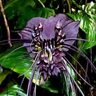 5Black Bat Orchid Flower Seeds (Tacca chantrieri) Tropical Garden Houseplant - $14.00