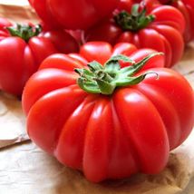 TG - 125 Seeds Costoluto Genovese Tomato Seeds, Italian Ribbed, NON-GMO - £8.12 GBP