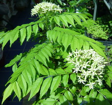 Curry Leaf Tree (Murraya Koenigii) -Very Large Indian Herbs/Plant - £171.86 GBP