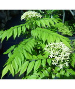 Curry Leaf Tree (Murraya Koenigii) -Very Large Indian Herbs/Plant - $4,737.46 MXN