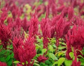THJAR Amaranth Seeds - Organic, Heirloom, Open Pollinated, Non GMO - Gro... - $2.31
