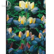 Yellow Blue White Lupine Flowers 20 Seeds Very Dull Ice Flower Seeds Flowers E36 - $11.95