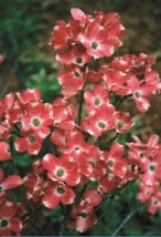5 Red Pygmy Dogwood Seeds Tree Flowering Hardy Fall Color Flower Flowering - £6.96 GBP
