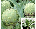 Artichoke Scolymus Cynara Global green Artichoke perennial Live Plant - £43.77 GBP