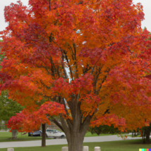 Sugar Maple Tree (Acer saccarum) Fall Color, Edible Maple Syrup Source 30+ Seeds - £9.57 GBP