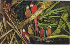 Florida Postcard Miami Parrot Jungle Parrots In The Trees - $2.96