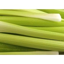 Celery Golden Pascal Great Heirloom Vegetable Seeds Fresh Garden USA SELLER - $28.90