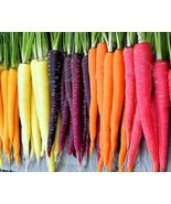 Rainbow Blend Carrot NON GMO 150 Seeds - £3.56 GBP