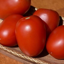 50 Seeds Supersauce Tomato Vegetable Garden Edible Canning Fresh Seeds - $10.50