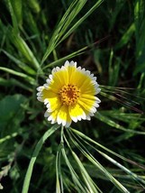 THJAR Layia platyglossa | Coastal Tidy Tips | 150 Seeds - $2.86