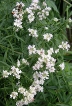 Sale 400 Seeds Hairy Mountain Mint Pycnanthemum Pilosum Herb Flower USA - £7.78 GBP