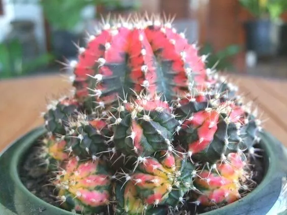 Gymnocalycium Mihanovichii variegata succulent cactus SEEDS~exotic and rare - $13.74