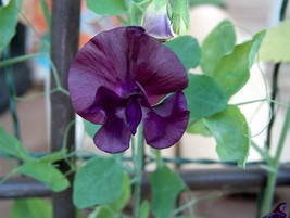 20 Royal Maroon Sweet Pea Lathyrus Odoratus Vine Dark Red Fragrant Flowe... - £12.26 GBP