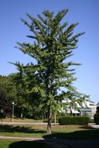 Ginkgo maidenhair tree image 8