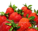50 Cavendish Strawberry Plants - Excellent Flavor, High Yields, USDA Zon... - £43.61 GBP