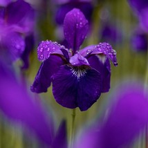 Unique Xiphoid Iris Seed Set - 5 High-Quality Flower Seeds for Home Gardening, I - £5.99 GBP