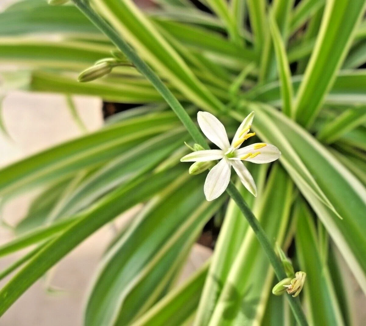 Chlorophytum Comosum Spider 1 Live 8&quot; Plant Herbs Healthy Easy Plant Var... - $32.00