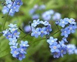 Forget Me Nots Blue Perennial Cut Flowers Spring Blooms Non-Gmo 300 Seeds - $8.99