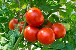 BEST 50 Seeds Easy To Grow Better Boy Tomato Vegetable Tomatoes Food - $10.00