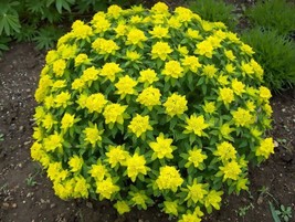 KBT Cushion Spurge Euphorbia Polychroma Perennial Seeds Bulk Seeds - $9.66