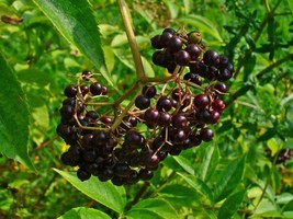 Elderberry American Black 50 Seeds Heirloom Fruit Nongmo Fresh - £14.14 GBP